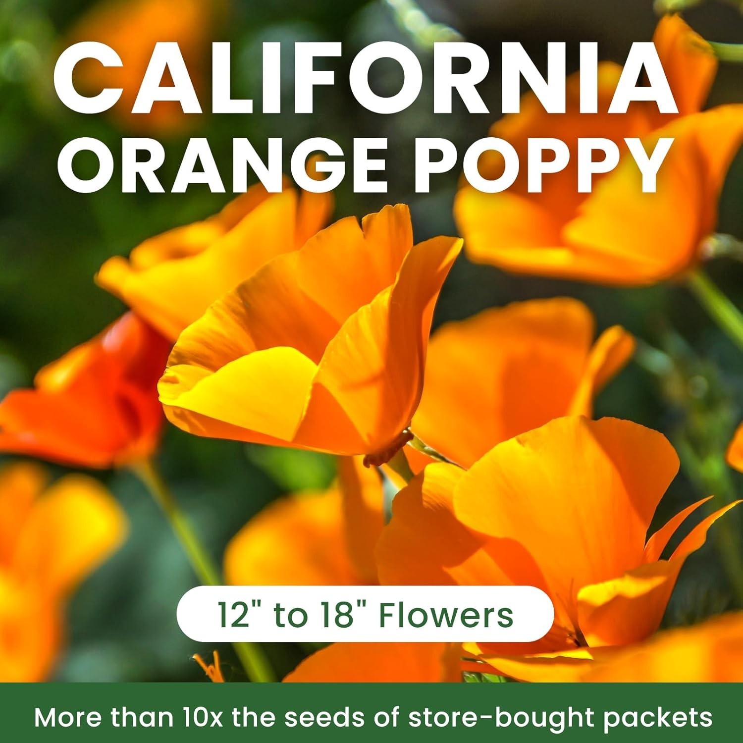 California Poppy Seeds for Planting, Orange Poppy Flower Seeds, Bulk 10,000+ See