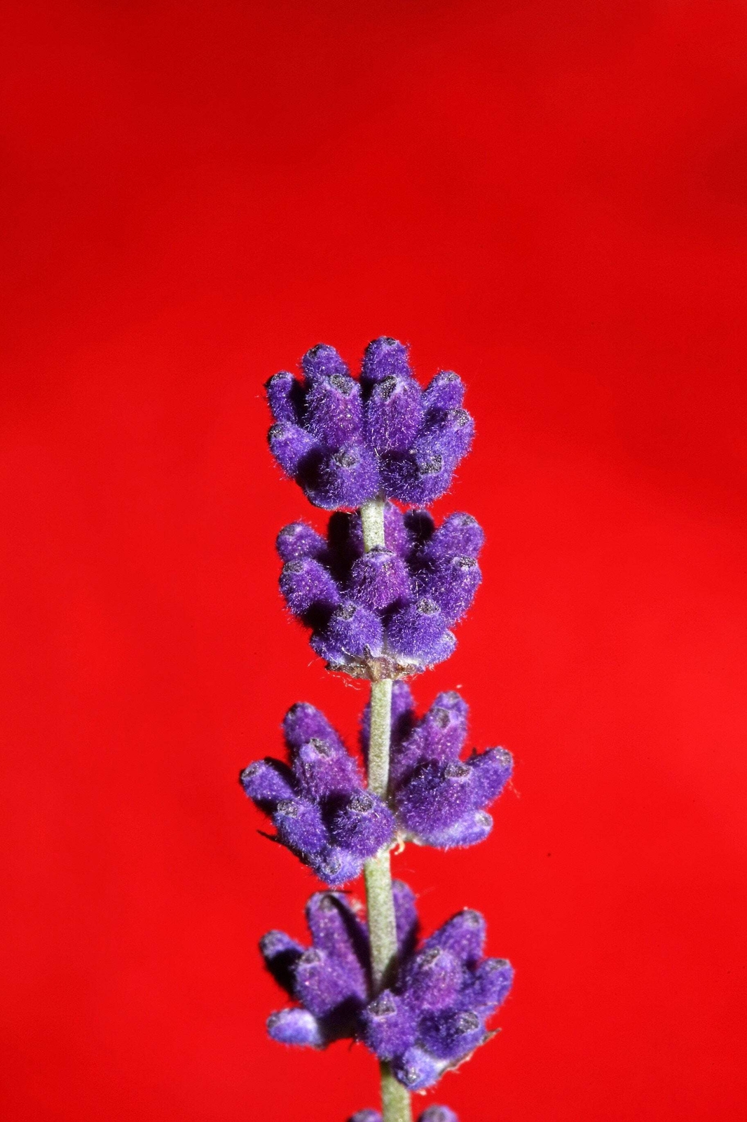 150 Portuguese SPIKE LAVENDER Lavandula Latifolia Blue Purple Flower Herb Seeds