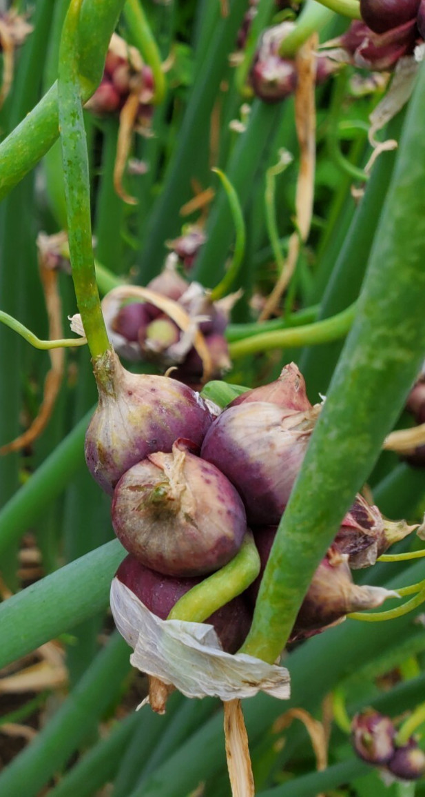 Egyptian Walking Onions Bulbs 10 Large Size Lot Organic Heirloom 2026 Harvest