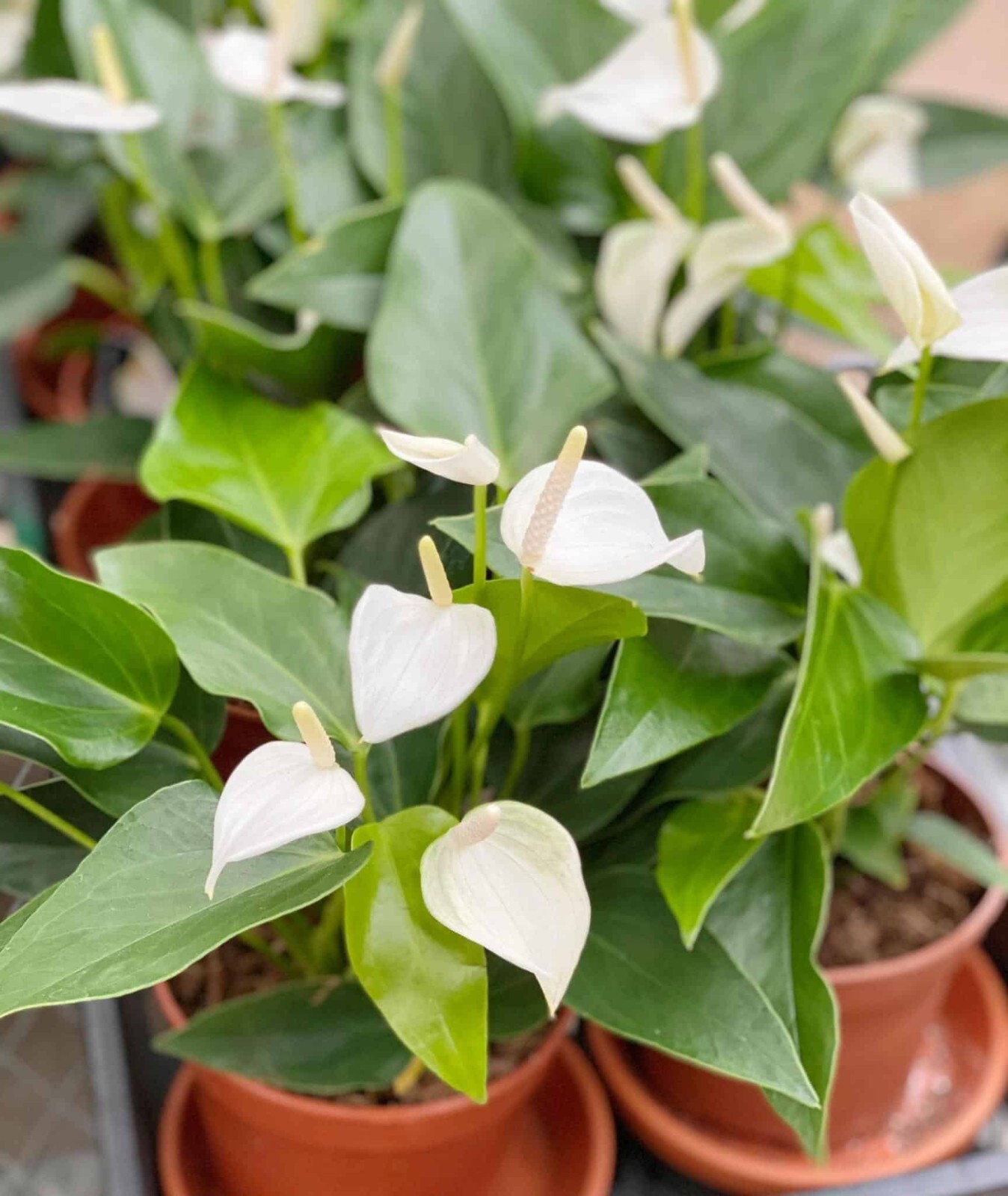 LIVE Bare cut : WHITE Anthurium Exotic Tropical Andraeanum year round flowering