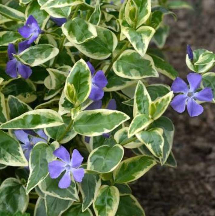 Vinca Major High Color Plug Plant – 2-4″ Tall – Variegated Evergreen Ground Cove
