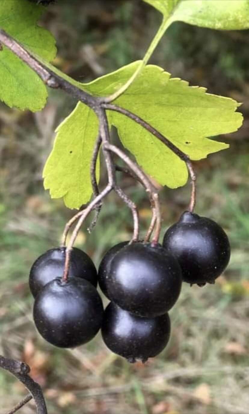 24-36″ tall Golden Girl black hawthorn (Crataegus sp.) 2 year old grafted plant