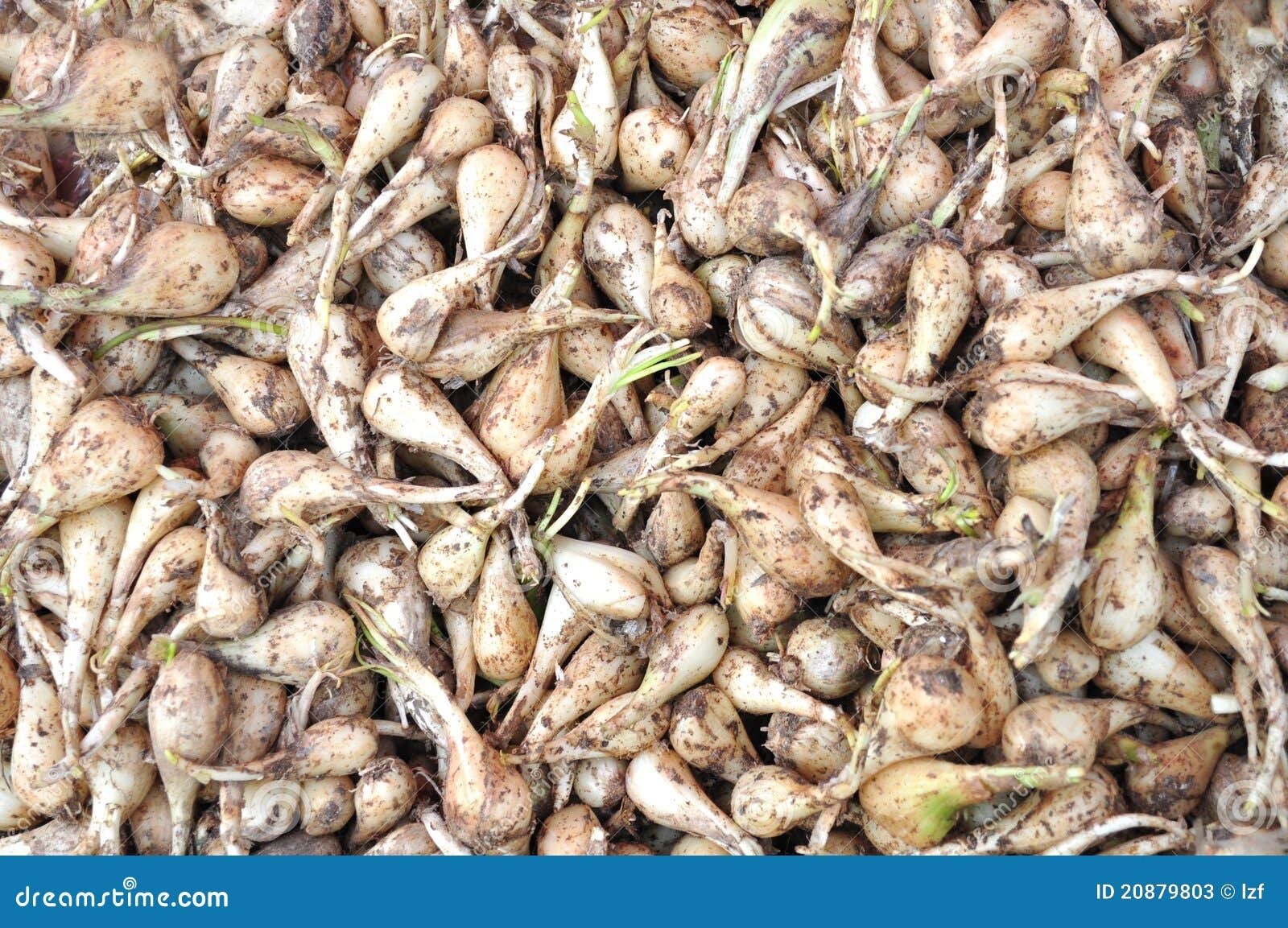 15 Bare Root/ Bulb( Cu Kieu Allium chinense Rakkyo sakurab รากชู 辣韭 hue jiaotou