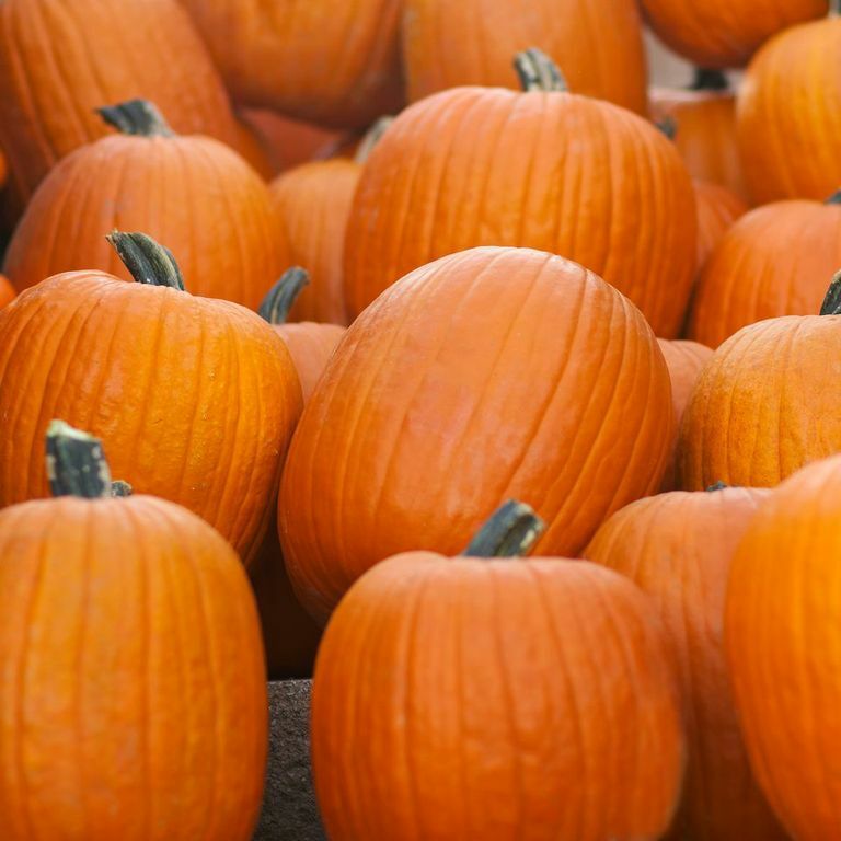 Jack O Lantern Pumpkin Seeds | Heirloom / Non-GMO | Free Shipping | 1076