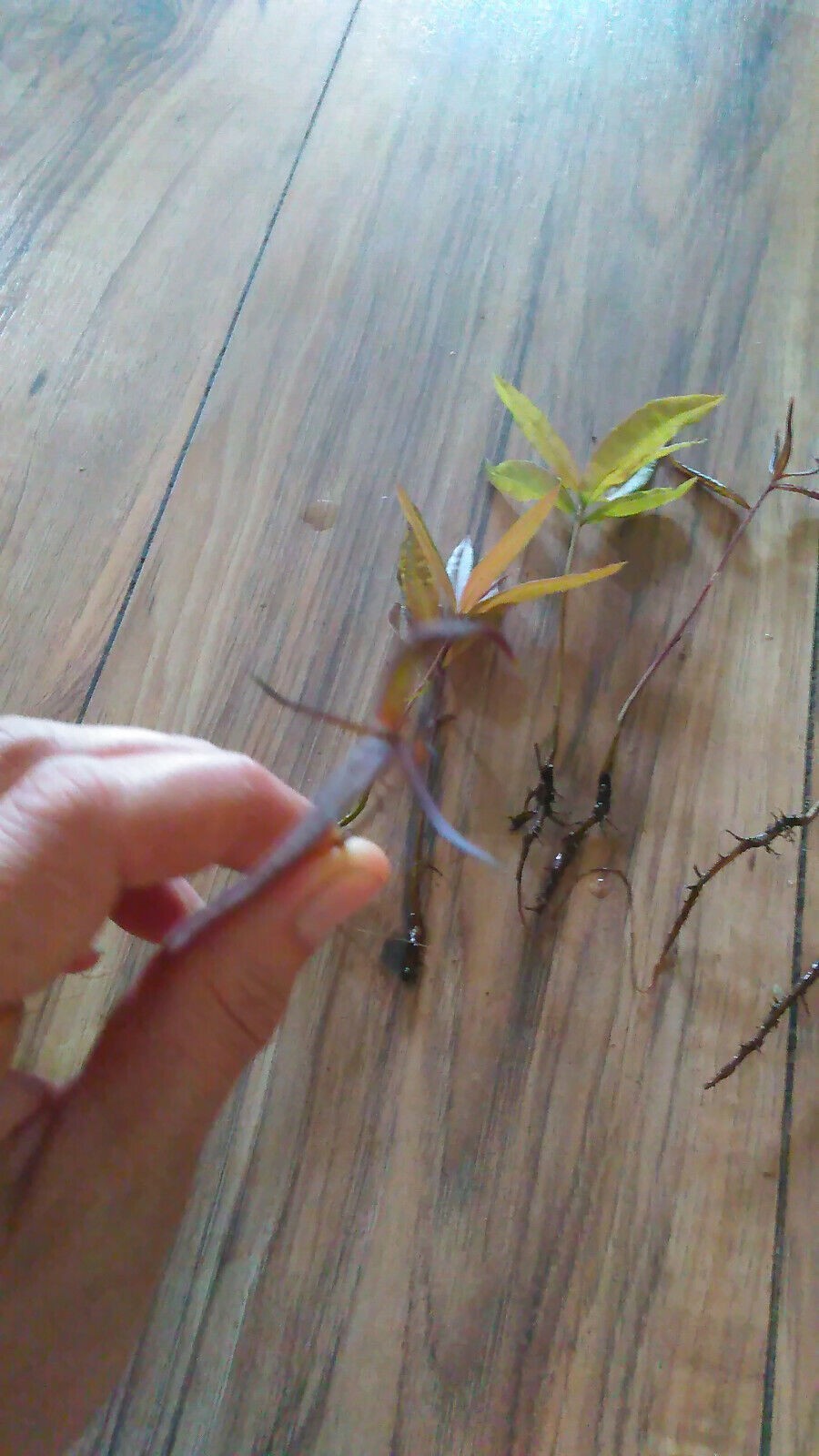 10 Willow Oak (Quercus Phellos) Tree Seedlings