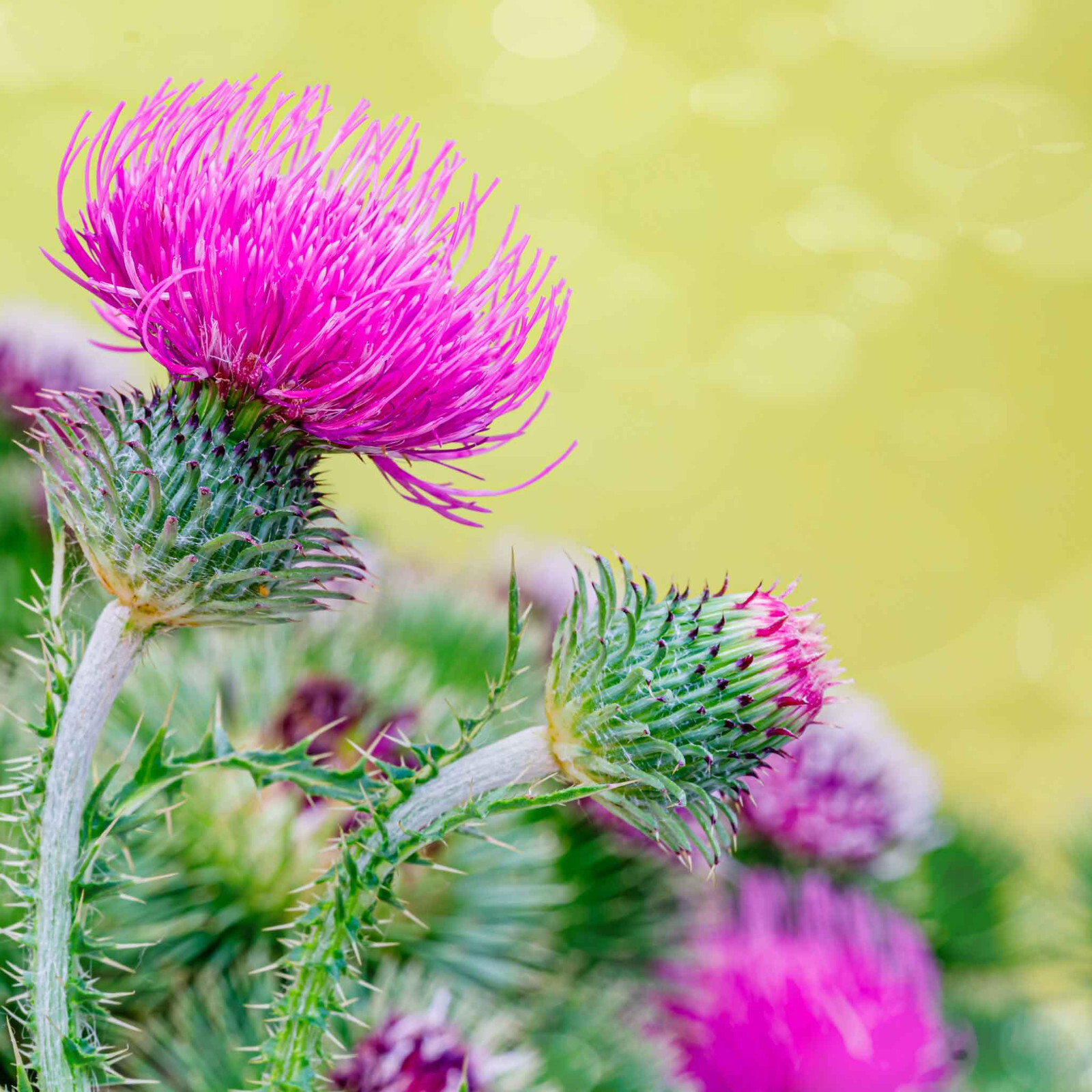 Milk Thistle Seeds (50) / ORGANIC / FLORIDA GROWN / LIVER HEALTH