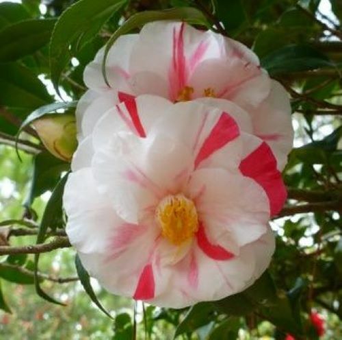 Lady Vansittart**Camellia Japonica-Live Starter Plant -Highly Variable Blooms!