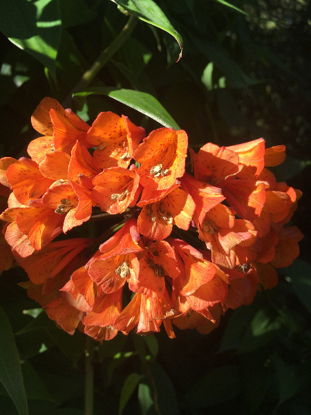 Bomarea sp. Orange | Orange Bomarea | 10 Seeds