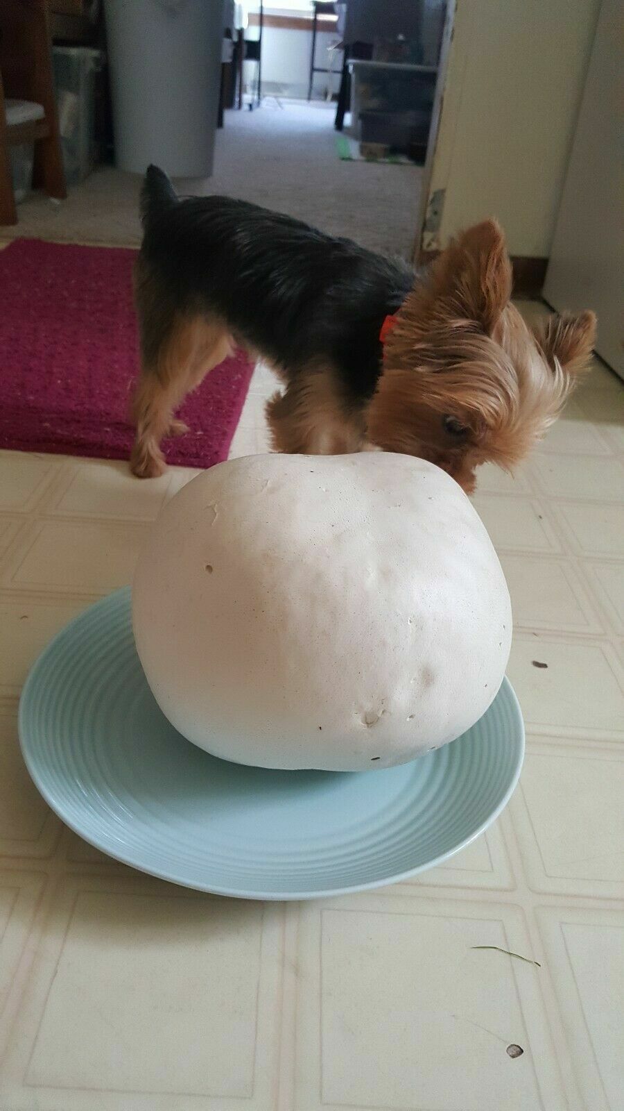 GIANT PUFFBALL MUSHROOM GROWING KIT. OVER 1 BILLION SPORES – Calvatia gigantea!