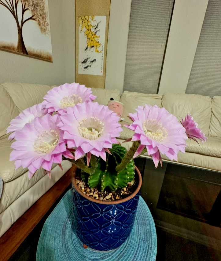 One of Special Beautiful SUCCULENT Cactus purple colour flower rooted plants