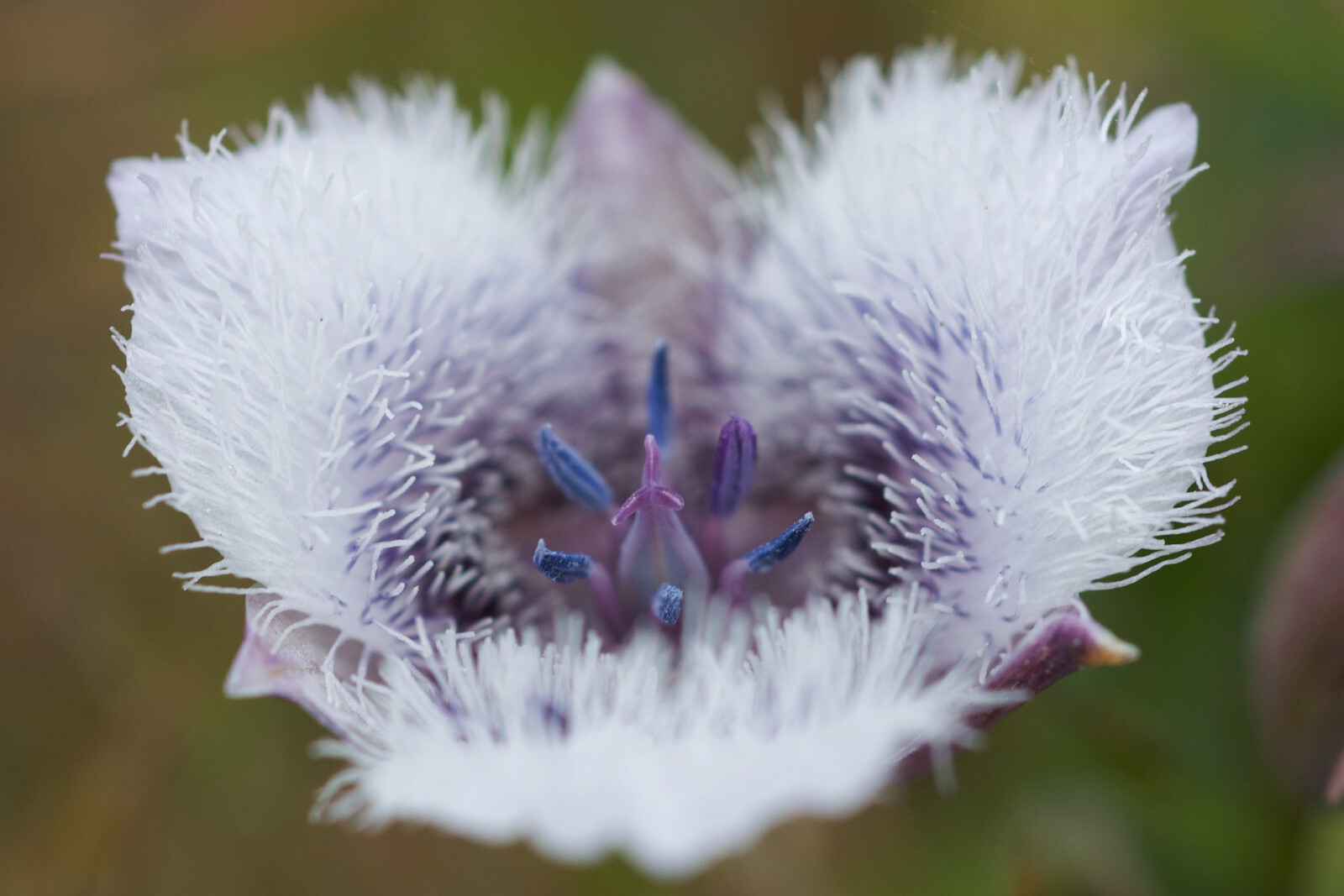Calochortus tolmiei Tolmie star-tulip or pussy ears 10 seeds