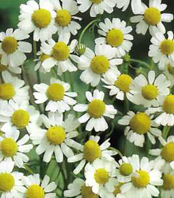 German Chamomile – Matricaria chamomile
