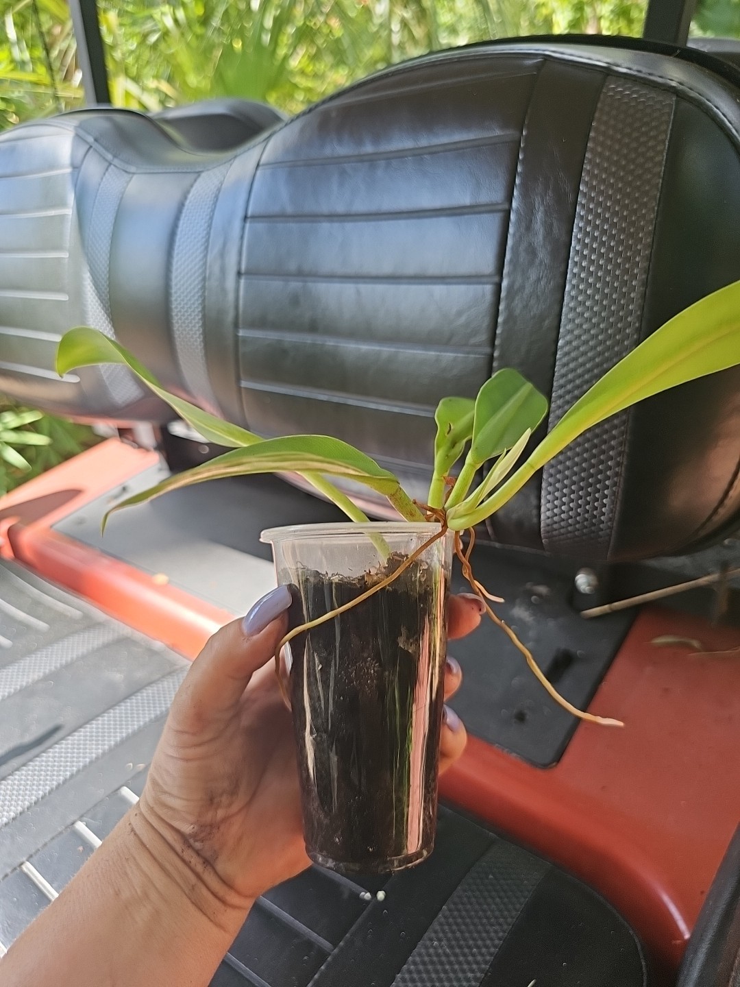PHILODENDRON CRASSINERVIUM PLANT Crawler 3″ Pot Rooted 5 Leaves