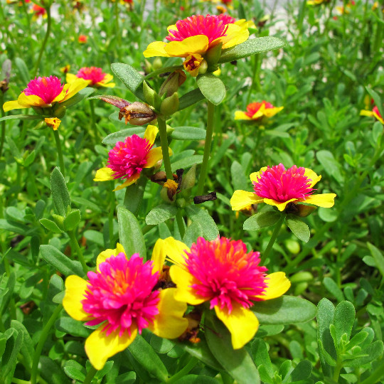 Cinderella Fairy Tale Purslane – Double Guava – Portulaca Oleracea