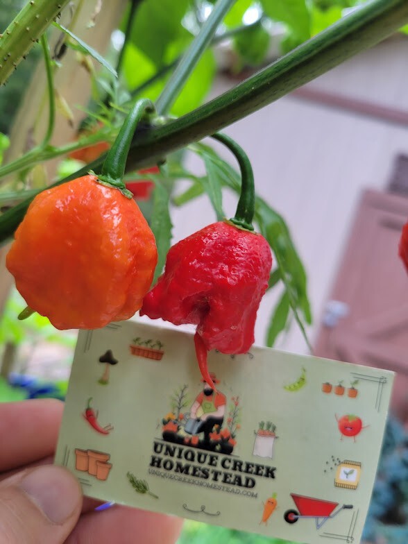 Carolina REAPER Super HOT Pepper Seeds Unique Creek Homestead Certified