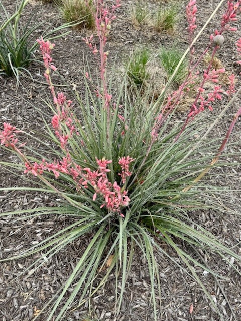 False Yucca,Coral Yucca, Red Yucca,seedlings.A member of the Century