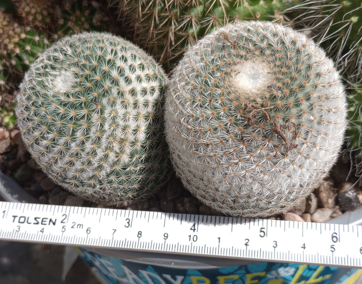 Mammillaria pseudoperbella Clumping Golf Ball Pin Cushion Cactus 157