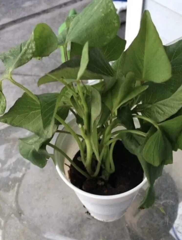 3 Okinawa Purple Sweet Potato Plants In A Cup – Okinawa Sweet Potato Plants