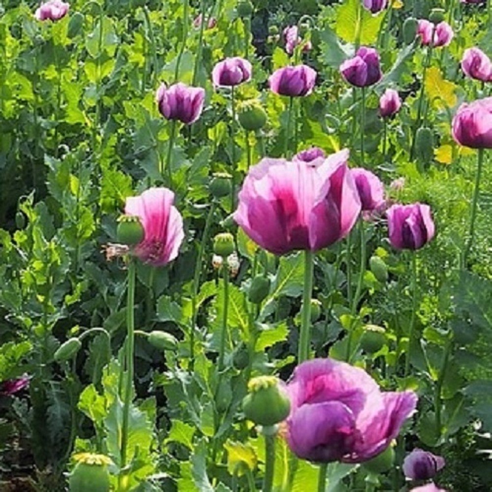 20,000 Hungarian Poppy Seeds Stratified Papaever Somniferum Import For Planting