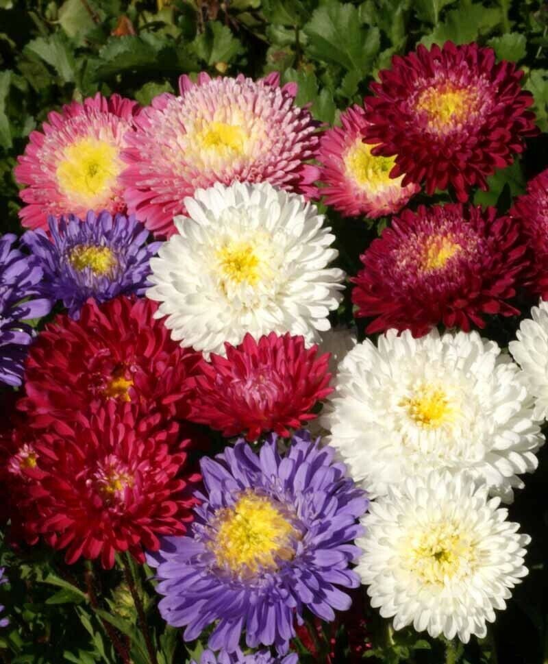 China Aster Flower Seeds, Powder Puff Mix, Callistephus chinensis,FREE SHIP