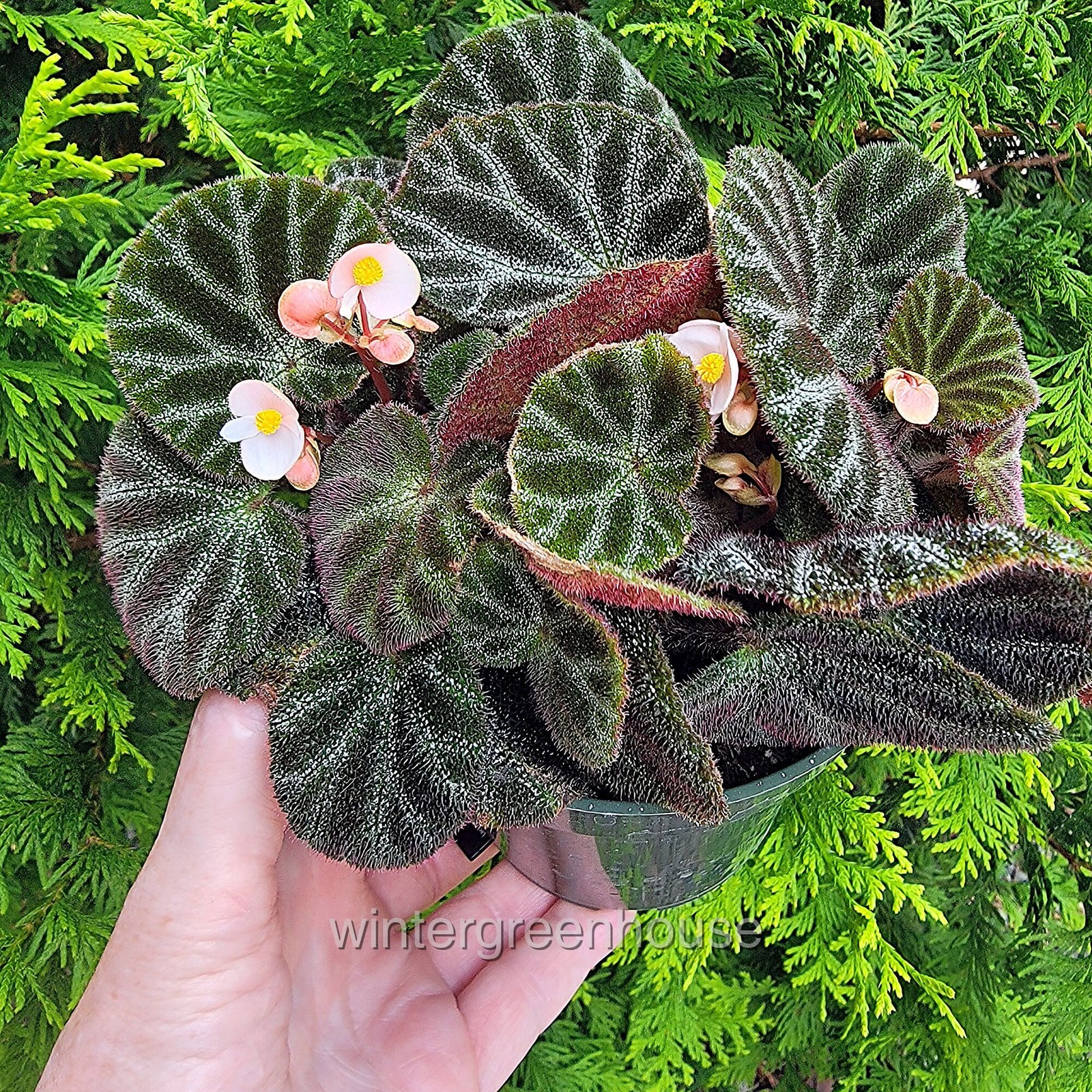 Begonia ningmingensis Bella, Hybrid Begonia, Container Size: 3″ (2.6×3.5″)