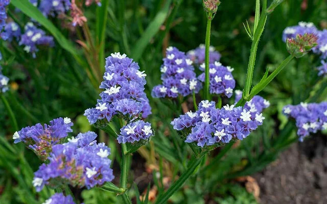 60 seeds STATICE BLUE Limonium Sinuatum Blue River
