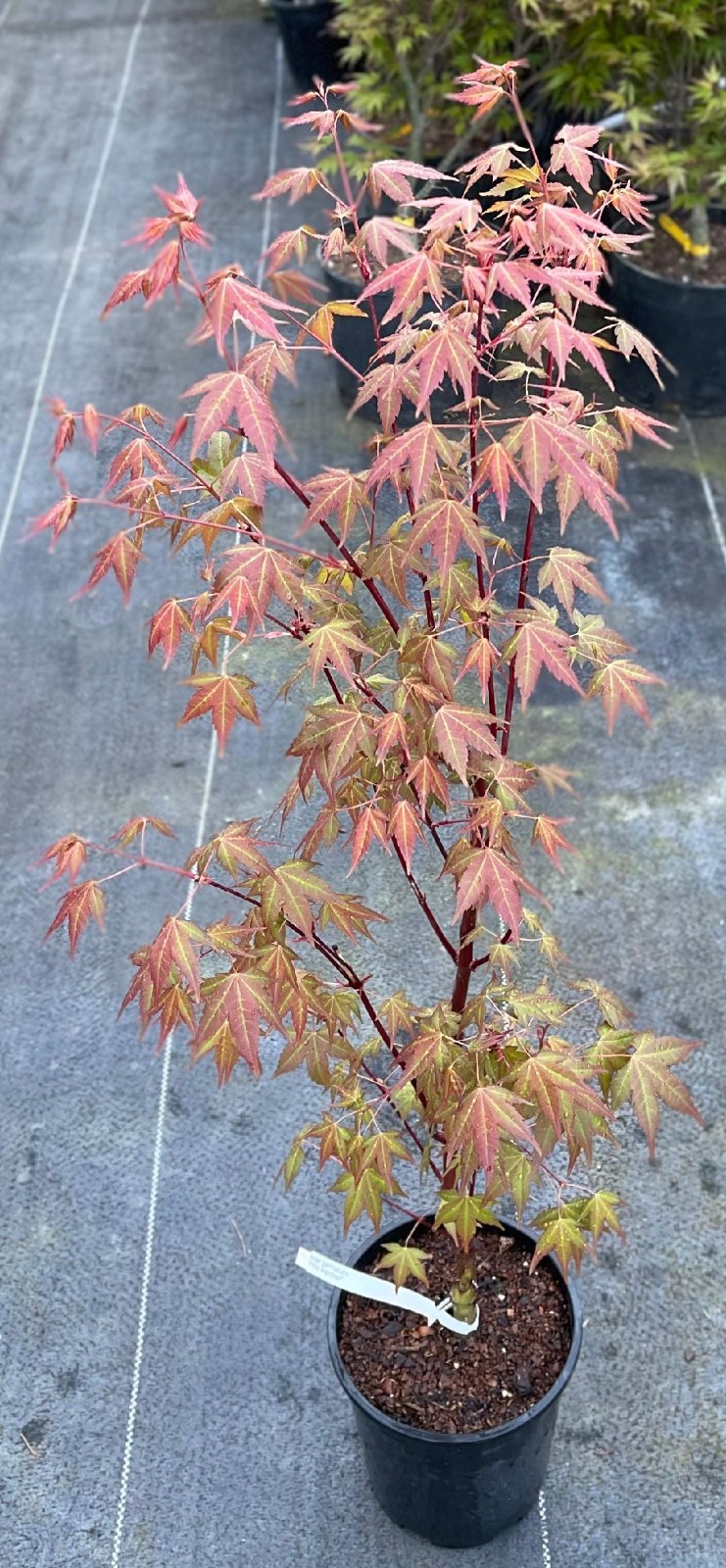 Acer palmatum ‘Pink Panther’ (Pink Panther Japanese Maple)