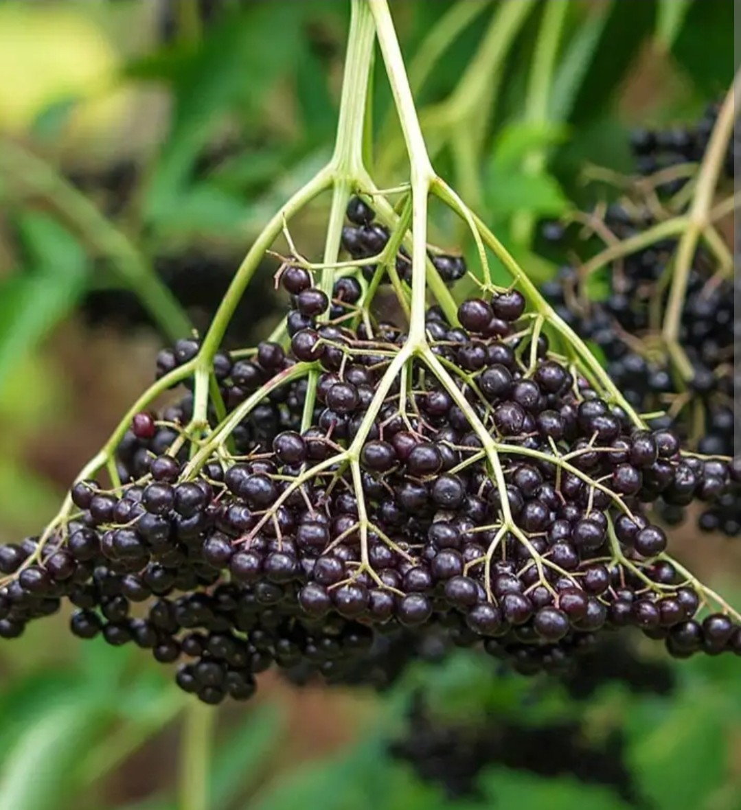 Live American Elderberry Cuttings – Sambucus Canadensis – Organic READY TO GROW