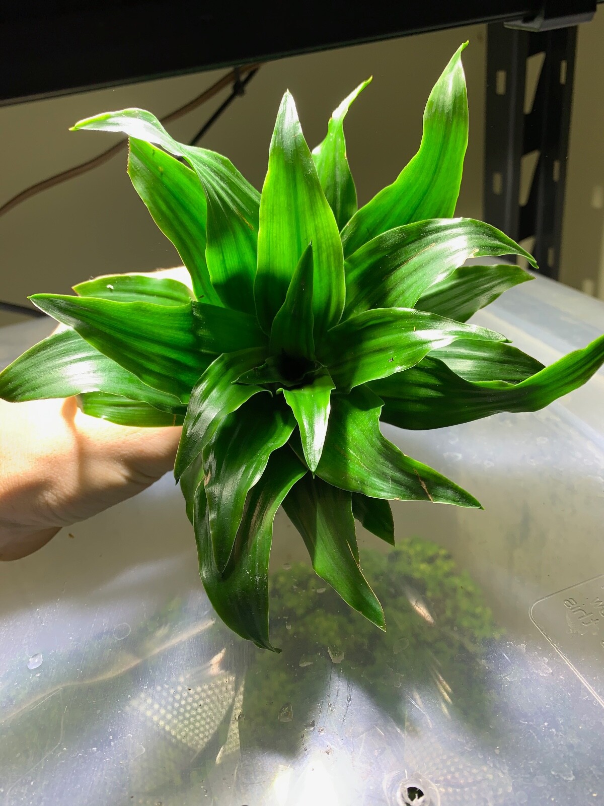 BUY 2 GET 1 FREE Janet Craig Pineapple Plant Dracaena Compacta Live House Plant