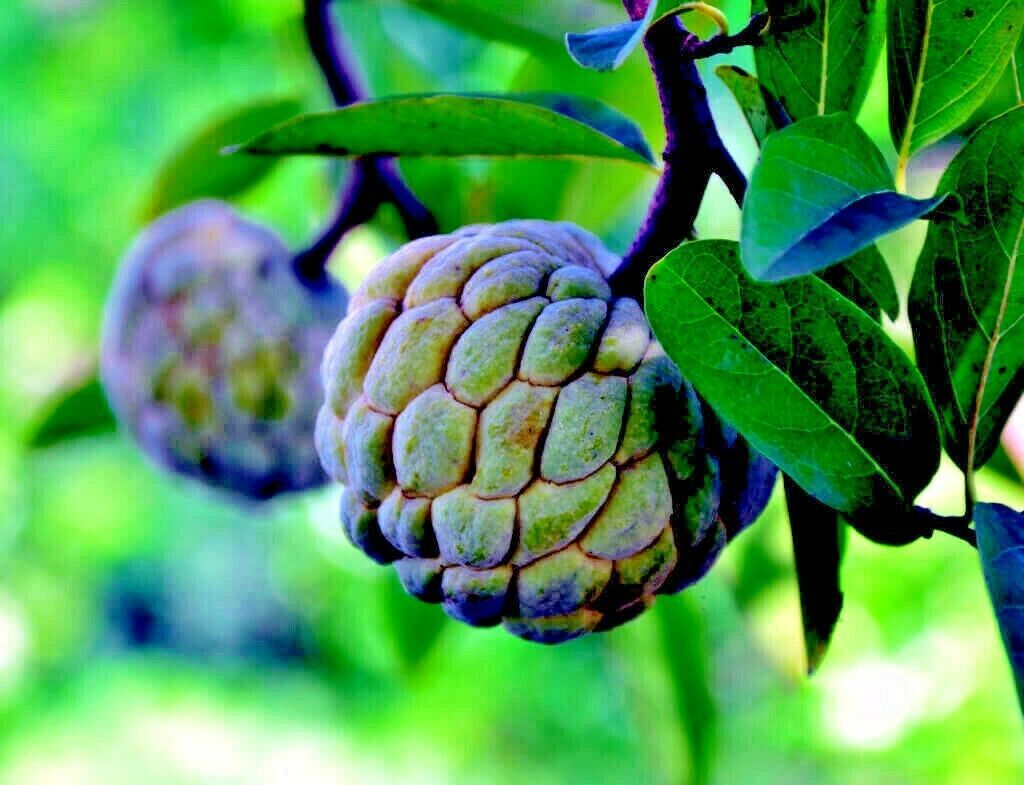 ORGANIC “Sugar Apple” Fruit Tree Seeds (Annona squamosa) Tropical Sweetsop Plant