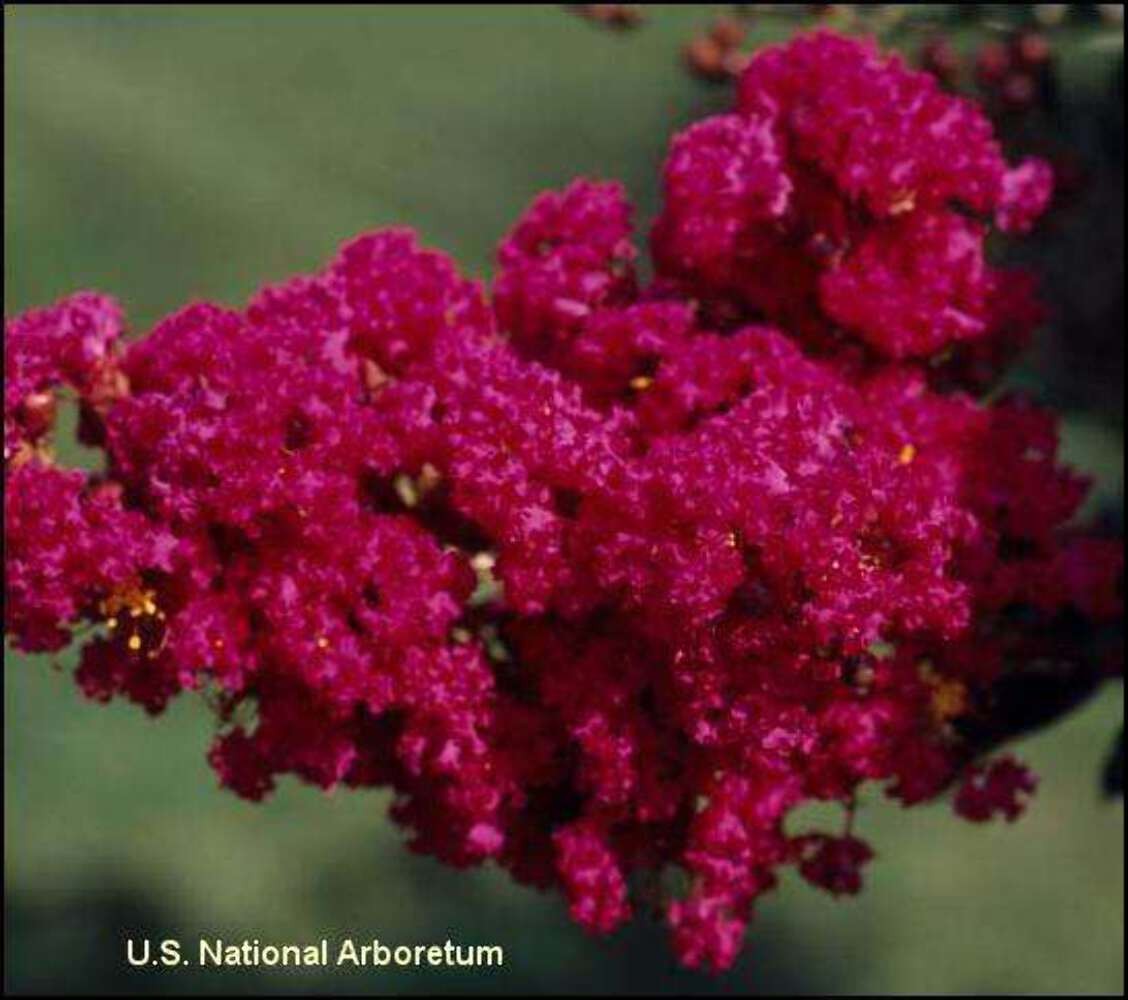 Tonto Crape Myrtle: Vibrant Beauty and Exceptional Hardiness for Your Landscape
