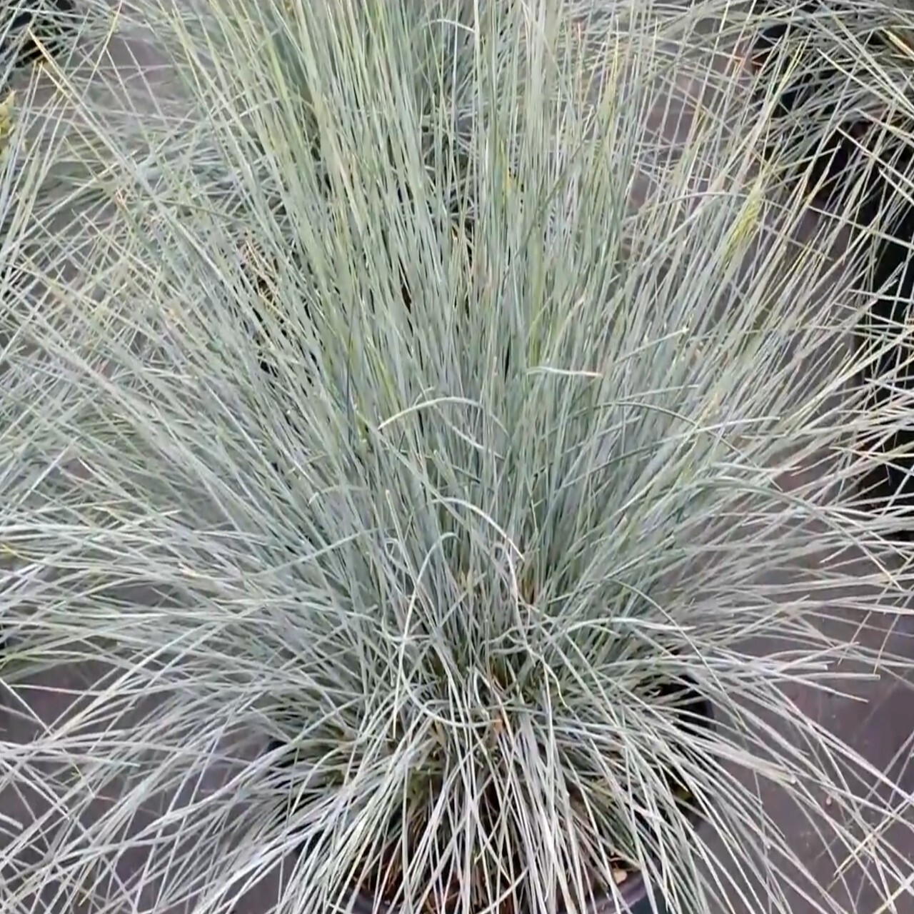 Elijah Blue Fescue Perennial Blue Silver Ornamental Grass – 1 Quart