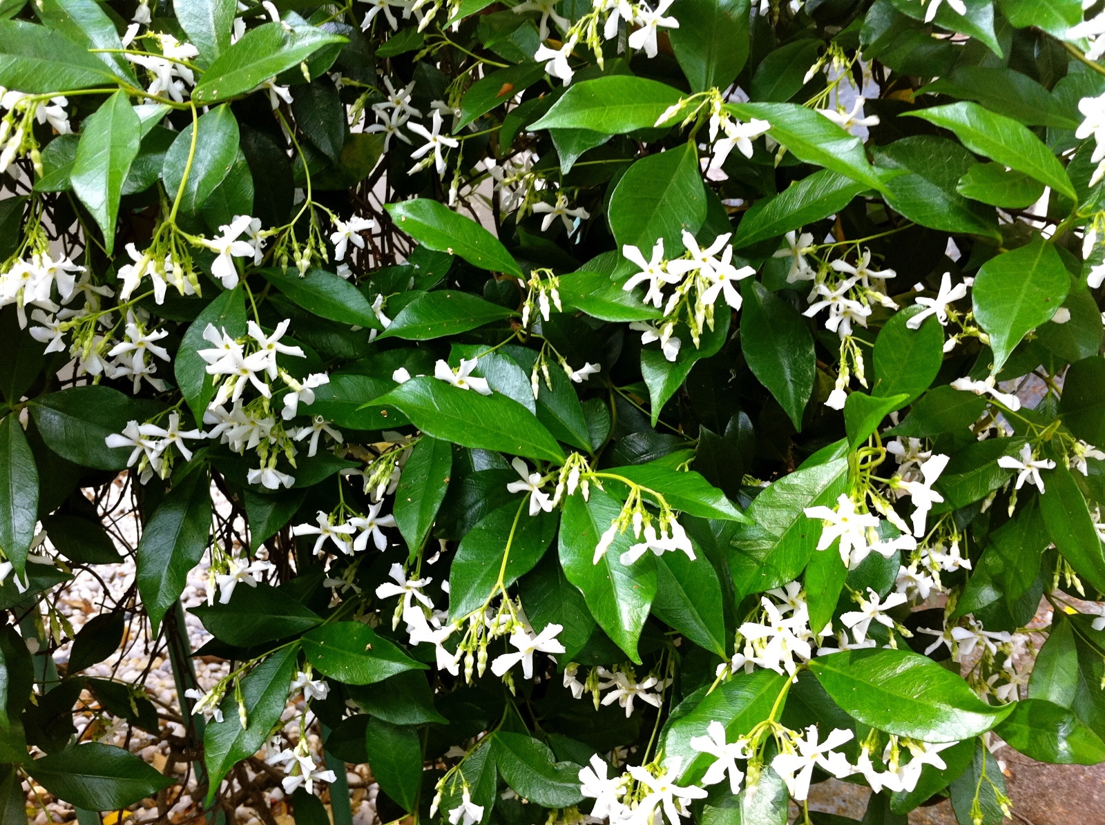 2 Butterfly Vines Jasmine Combo: Organic Live USA Star + Polyanthum Cuttings