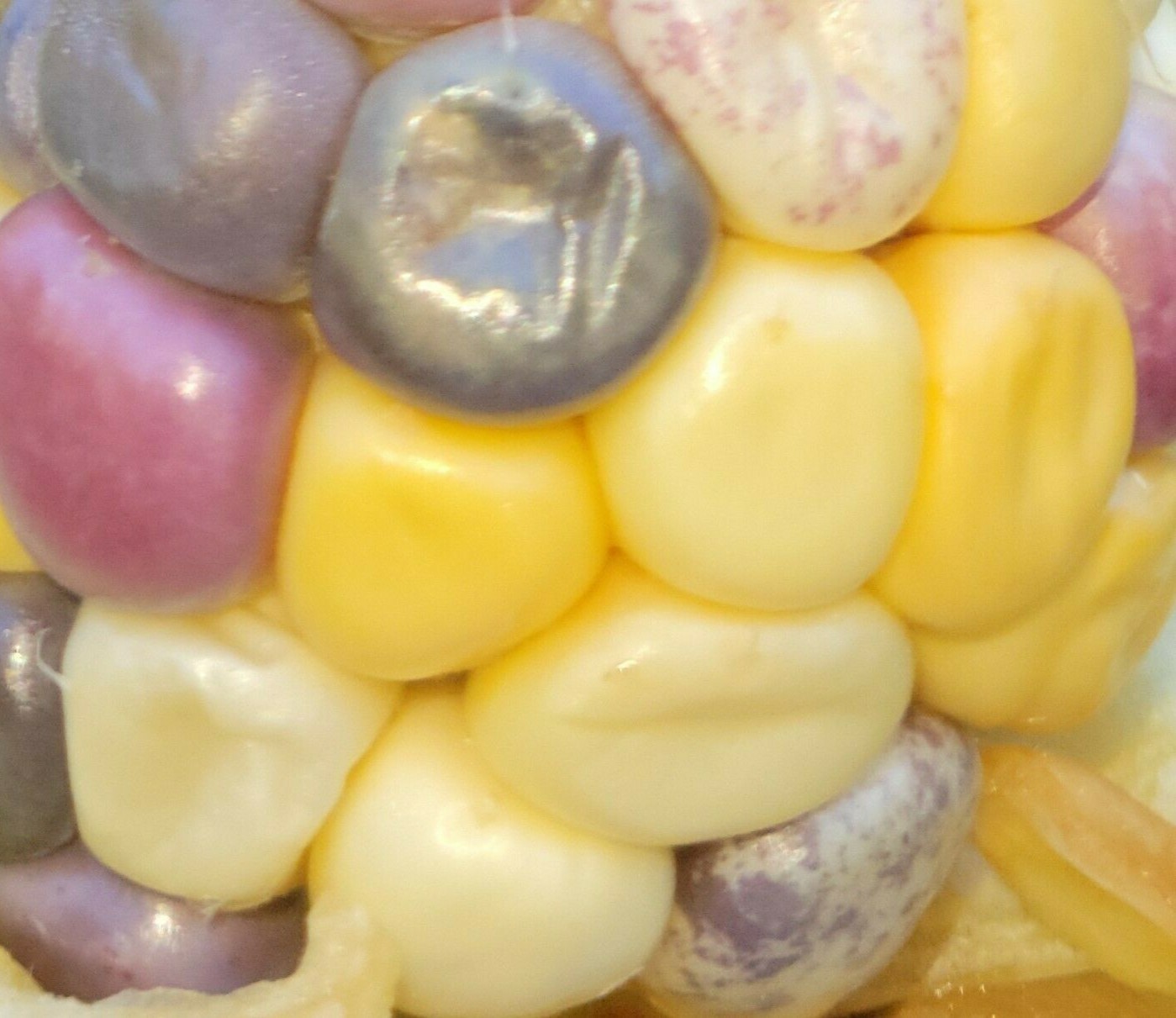 35+ ORGANIC Sweet Corn seeds Festivity USA-Grown NC. multicolor. Colored. Indian