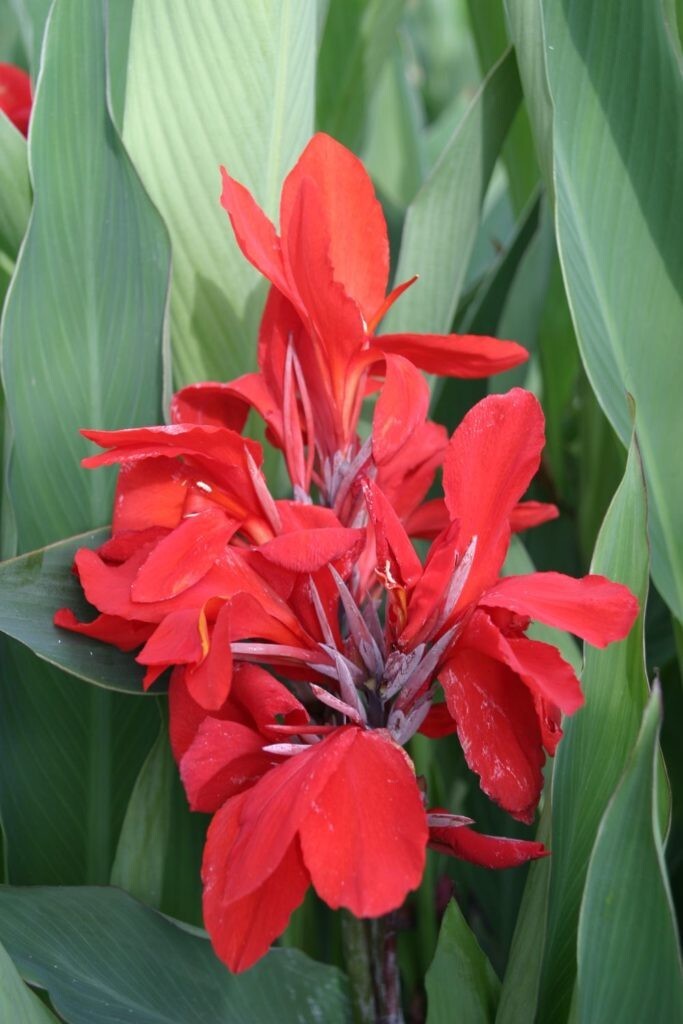 Red / Pink Canna Lily Seeds Texas Grown – Attracts Hummingbirds