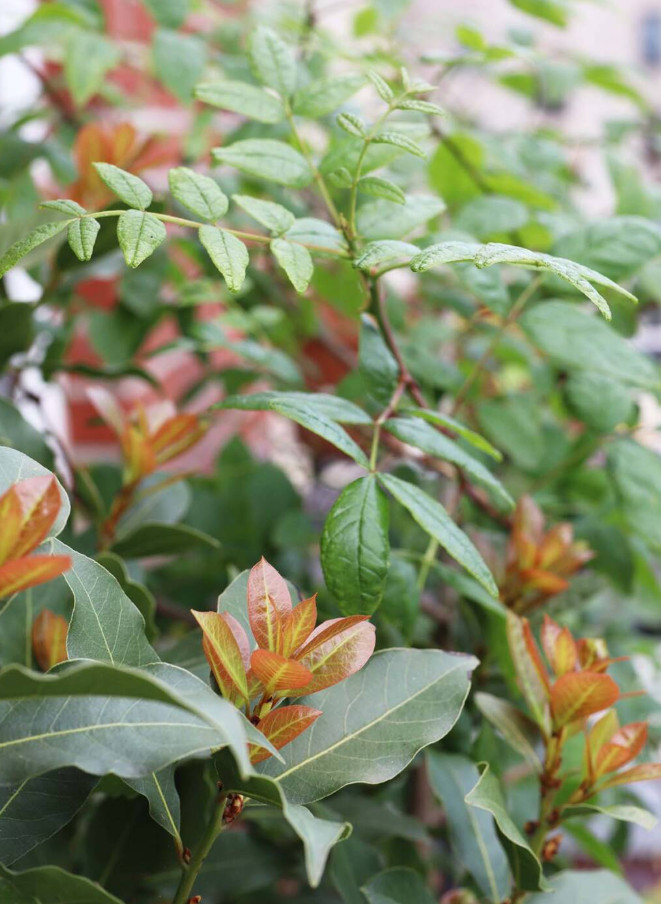 5 Live Bay Leaf Plant – Laurus nobilis – Culinary Herb – 8–10″ Tall – 3″ Pot