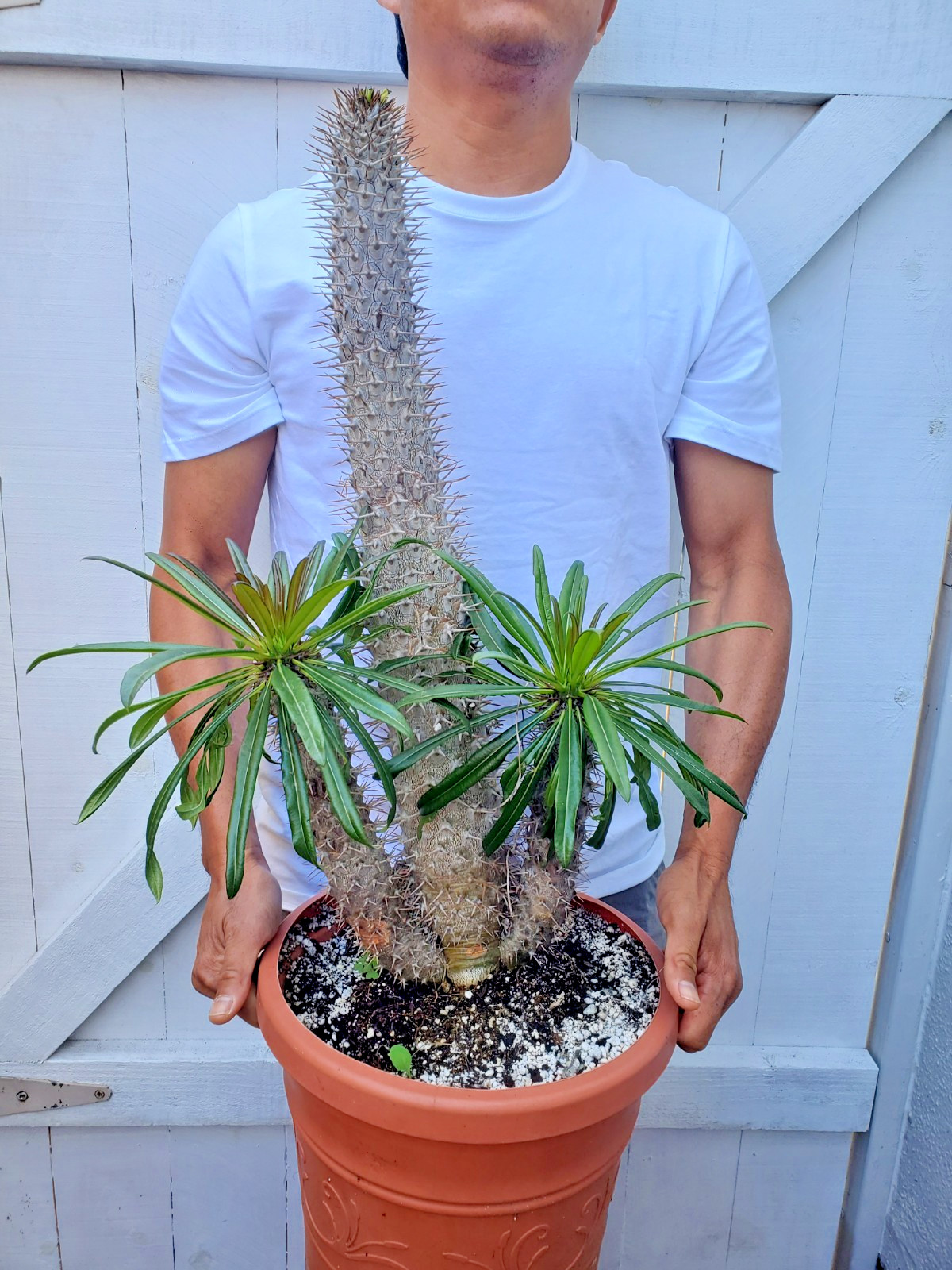 Madagascar Palm Plant Pachypodium Lamerei Cactus