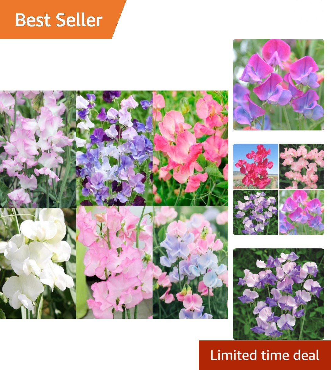 500+Mixed Sweet Pea Seeds for Planting Outdoors-Perennial Ornamental Flower P…