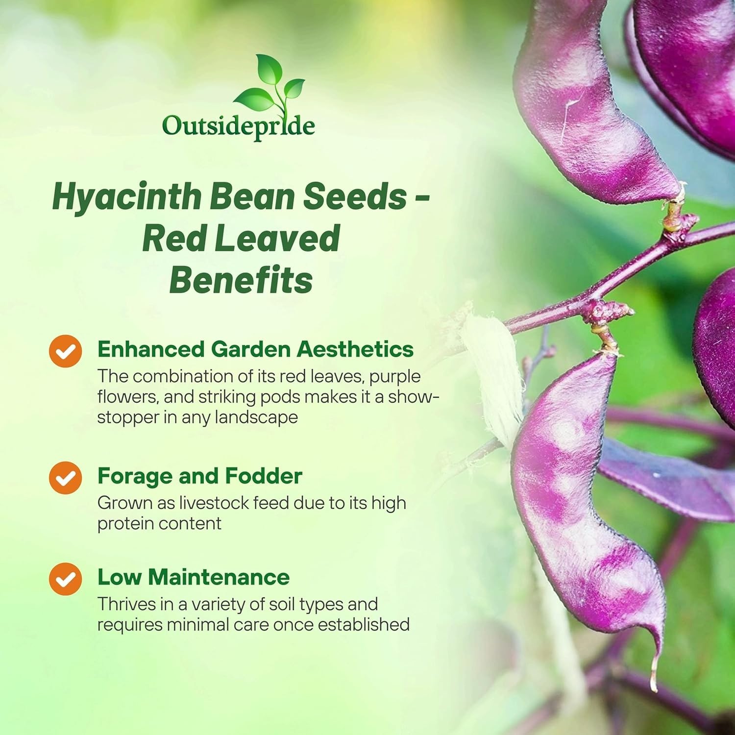 Vibrant Red Hyacinth Beans – 100 Seeds for Sunlit Gardens, Attracts Pollinators