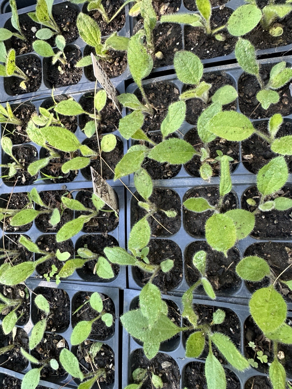 (6) Pack of Live Organic BLACK EYED SUSAN Seedlings Free Shipping