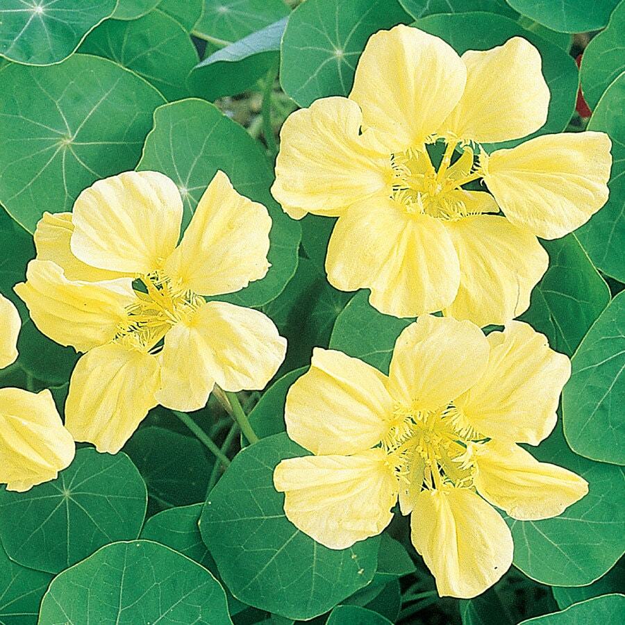 Moonlight Nasturtium Seeds | Creamy Yellow Flowers | Free Shipping | 1197