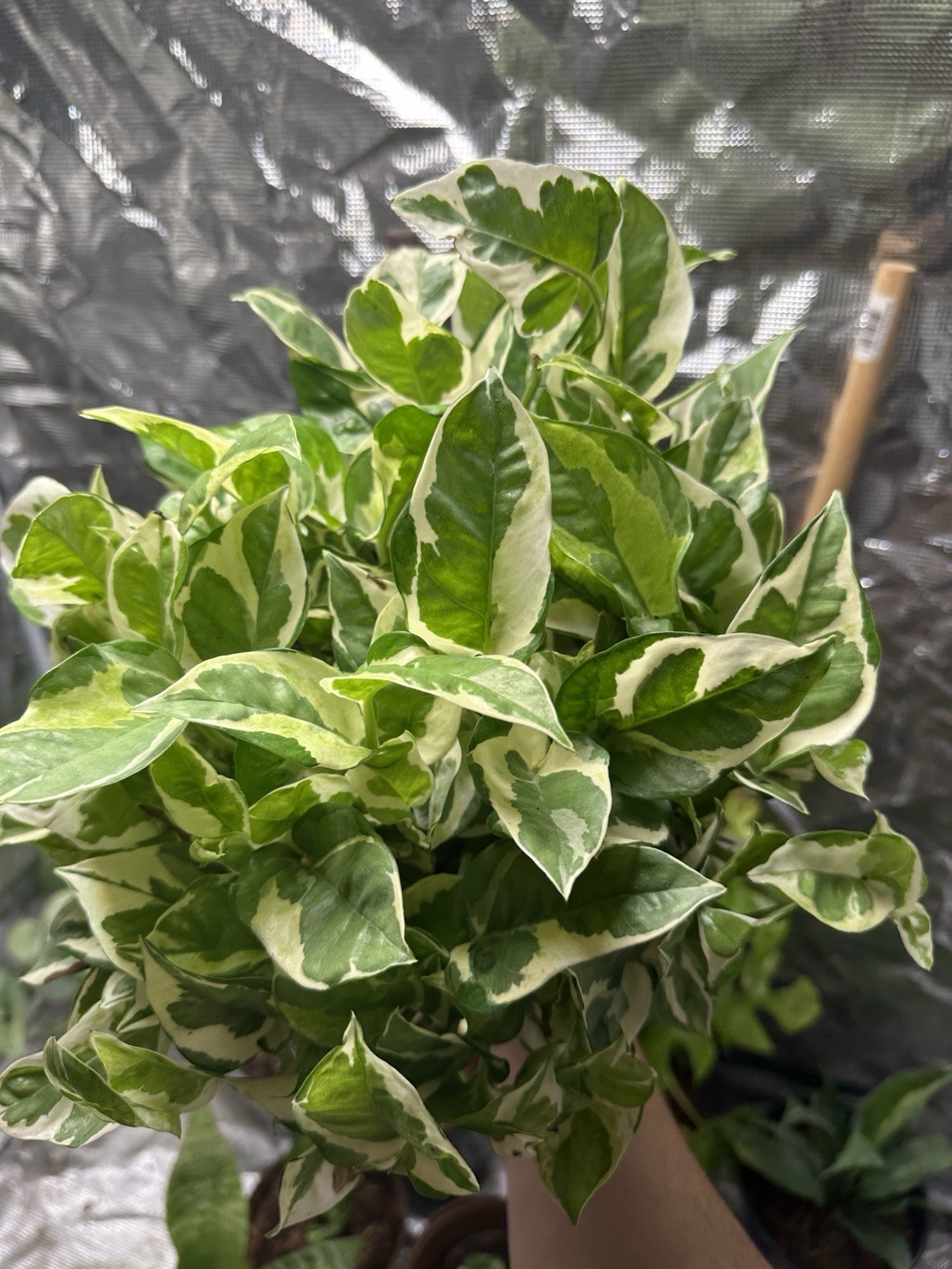 Pothos N’Joy Rooted Cutting 5 pack