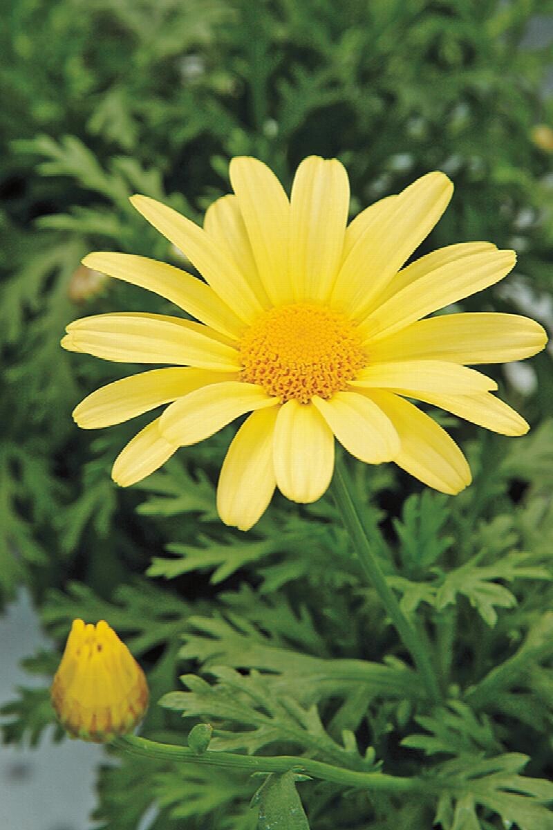 Painted Daisy Sunshine Yellow seeds packet of 100