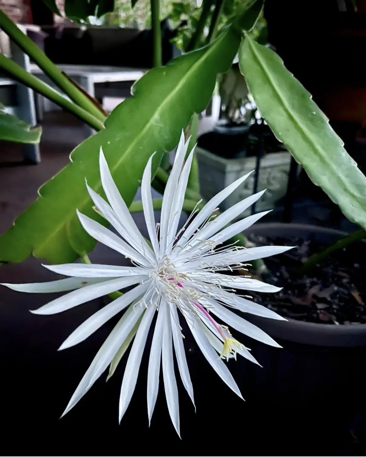 Epiphyllum hookeri White Purple Fragrant Species Orchid Cactus 5.5” Pot