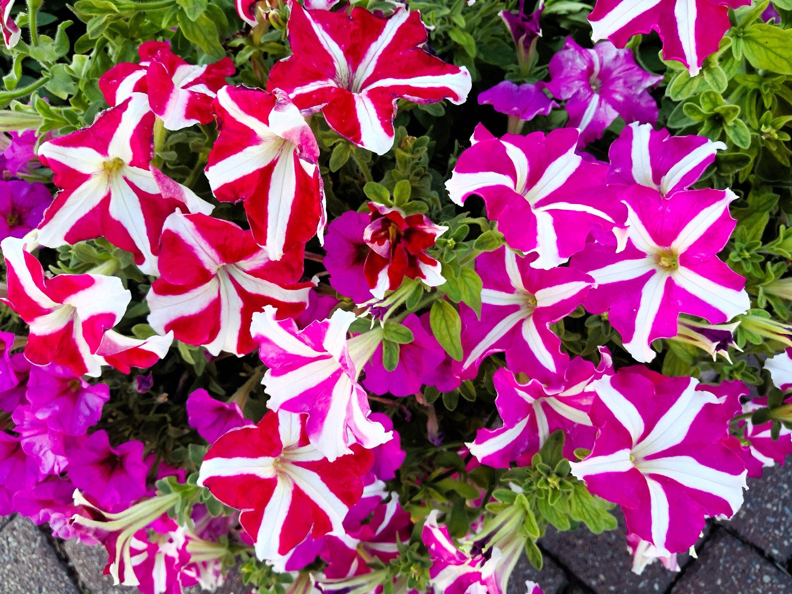 100 STAR MIX PETUNIA Mixed Colors Petunia Violacea Flower Seeds Red Blue Purple
