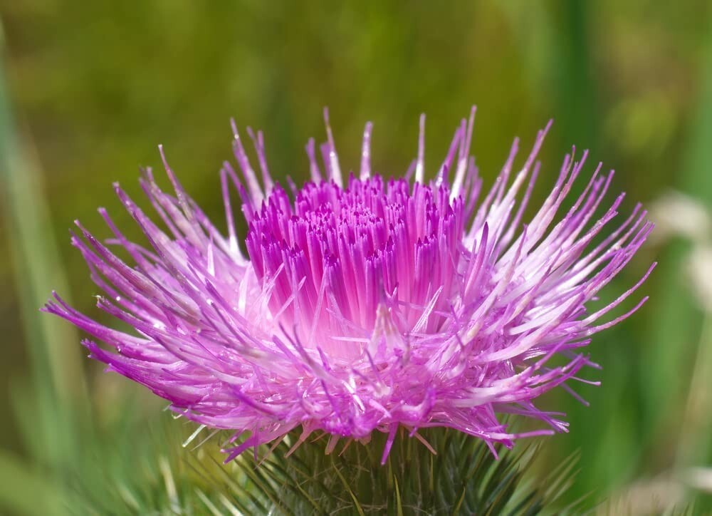 50 Holy Thistle Seeds for Planting Silybum marianum Blessed Plant Brings Favor