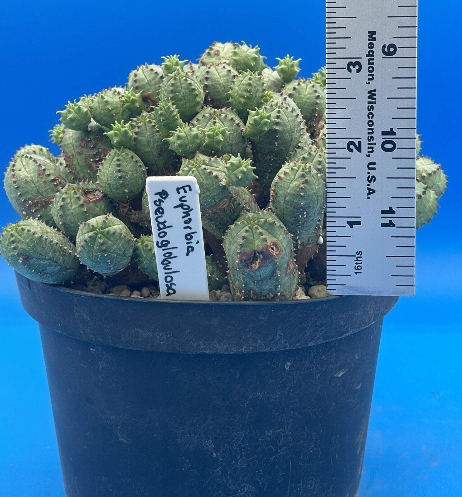 Euphorbia Pseudoglobulosa OLD XL Specimen Grown In 6″ Pot