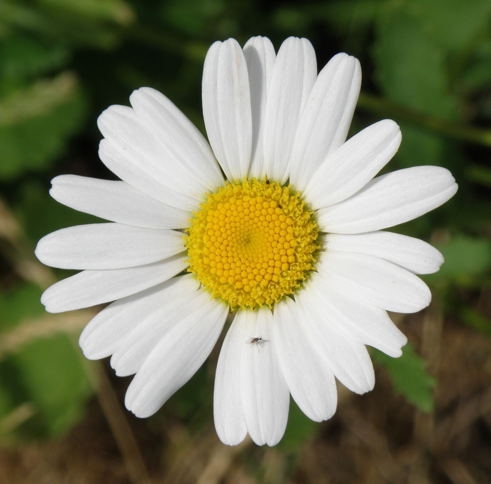 2000 German Chamomile Seeds – Matricaria recutita – Non-GMO Medicinal Herb
