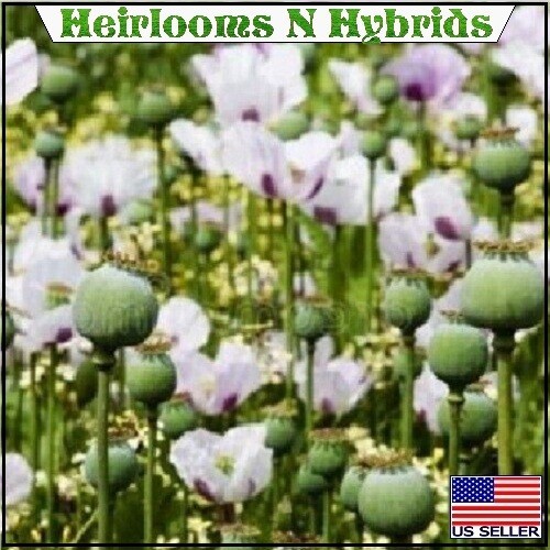 20,000 Stratified Tasmanian Papever Somniferum Poppy Seeds For Planting, Gifting