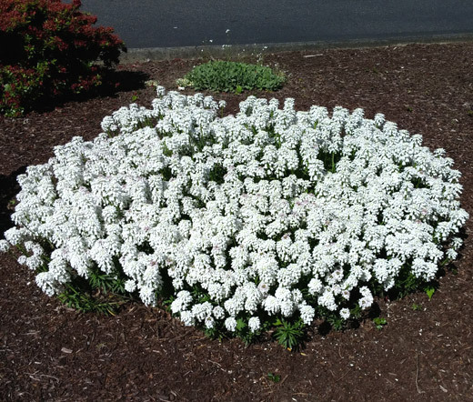 CANDYTUFT WHITE EVERGREEN PERENNIAL Iberis Sempervirens – 100 Seeds
